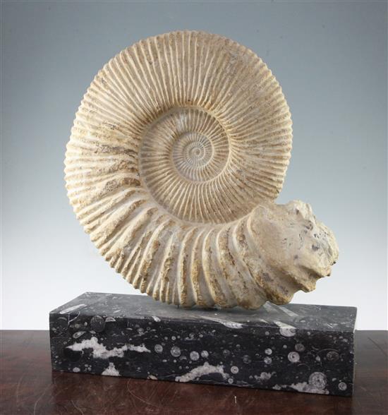 A large ammonite specimen, overall 22in.